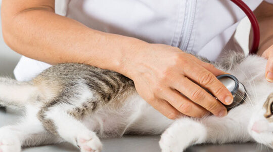 dois-je-faire-intervenir-un-veterinaire-de-garde-a-domicile