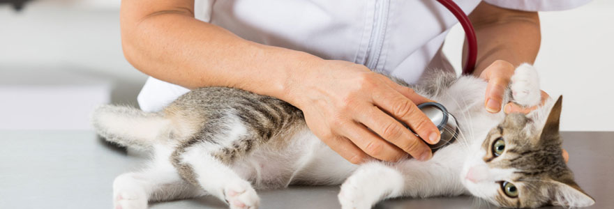 dois-je-faire-intervenir-un-veterinaire-de-garde-a-domicile